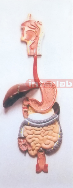 HUMAN DIGESTIVE SYSTEM, HANGING & PLASTIC PLATE